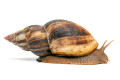 Lissachatina albopicta typ 4 adult